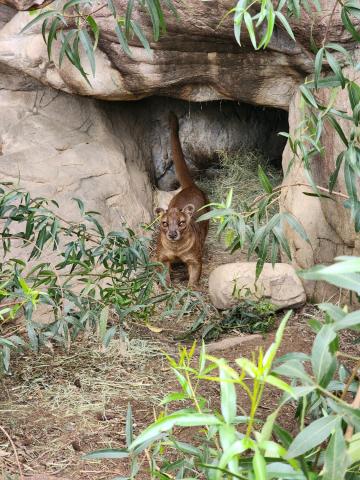 Image of the Charles Paddock Zoo's resident fossa named Shelby.