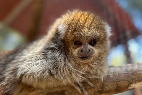 Monkey laying on a branch looking forward.