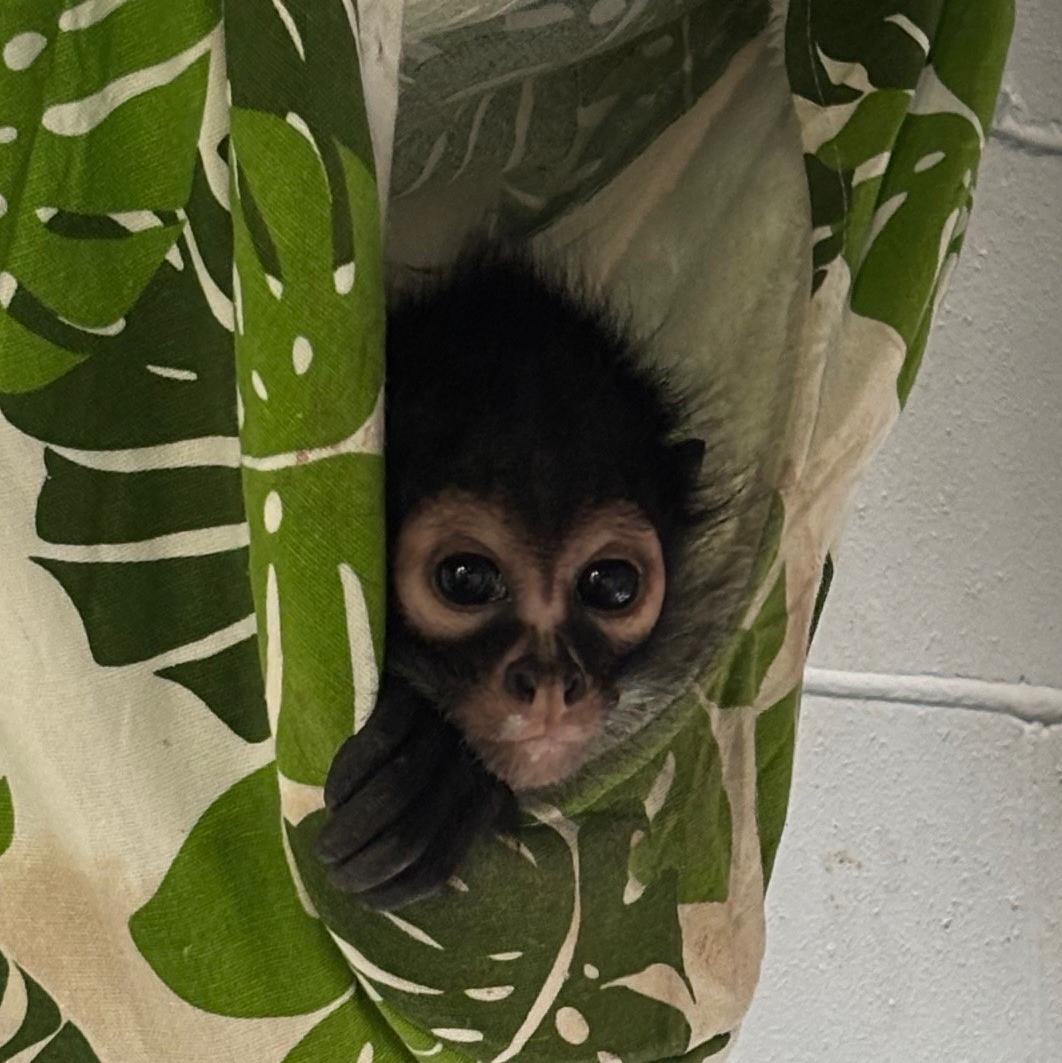 Image of a baby spider monkey peeking its head out of a hammock.