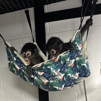 Two baby Spider Monkeys in a hammock.