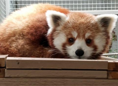 Image of Kesari, a new baby red panda at the Charles Paddock Zoo.