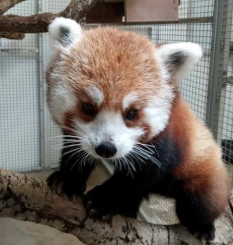 Image of Kesari, a new baby red panda at the Charles Paddock Zoo.