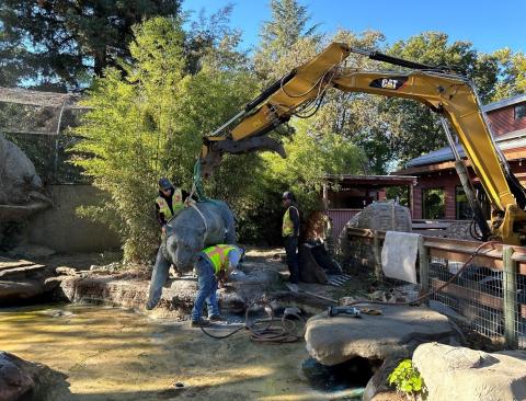 Bronze Tiger Move at the Charles Paddock Zoo: Statue strapped in preparation to be moved from its former location at the Caribbean flamingo habitat.