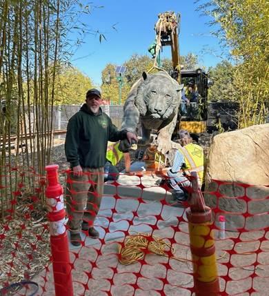 Image of the bronze tiger statue being moved into its new location at the Charles Paddock Zoo (Thelma Vetter Red Panda Experience).