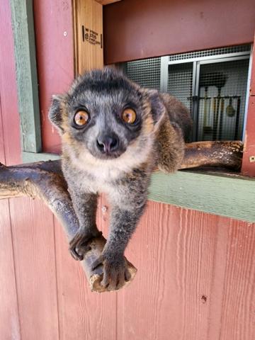 Image of Ravi, a new baby Mongoose Lemur at the Charles Paddock Zoo.