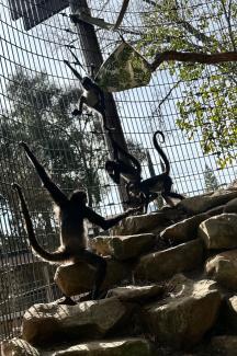 Image of Spider Monkey "Izzy" and three new baby Spider Monkeys.